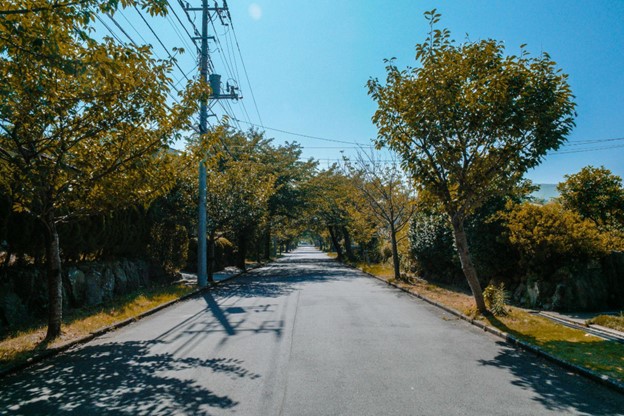 Protecting Tree Root Zones and Urban Vegetation